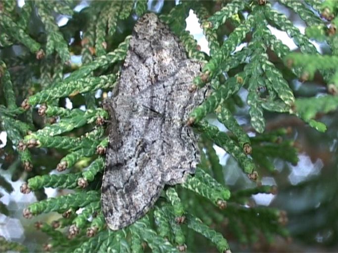 Nadelholz-Baumspanner ( Peribatodes secundaria ), Männchen : Moers, in unserem Garten, 17.06.2006